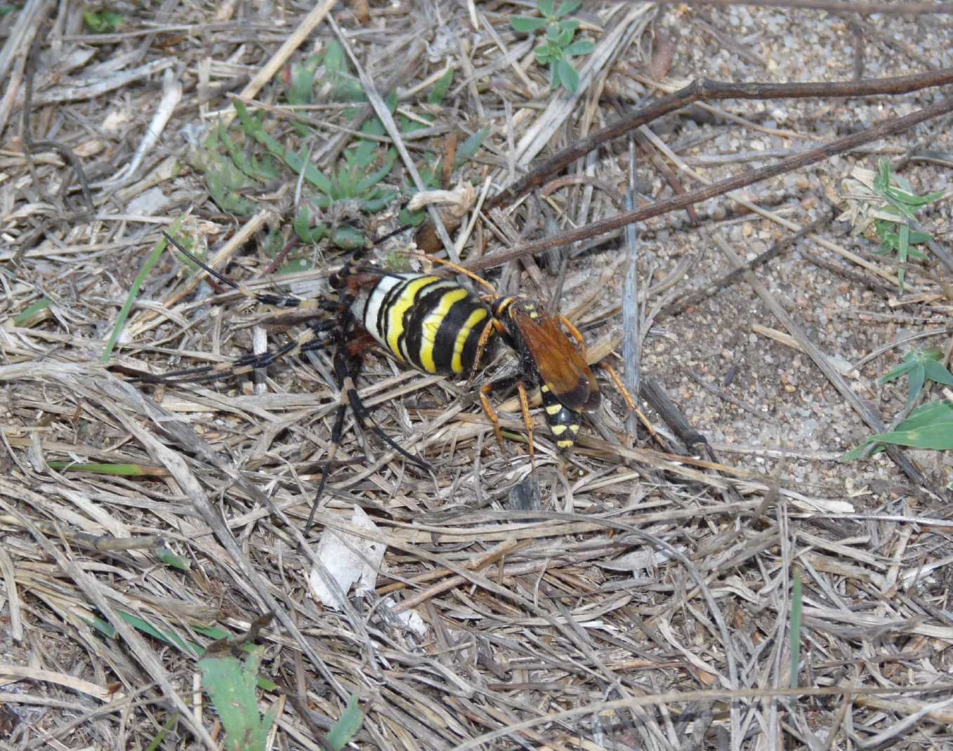 Batozonellus lacerticida con Argiope bruennichi